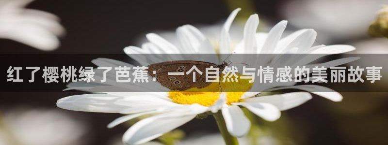 飞飞漫画网站：红了樱桃绿了芭蕉：一个自然与情感的美丽故事